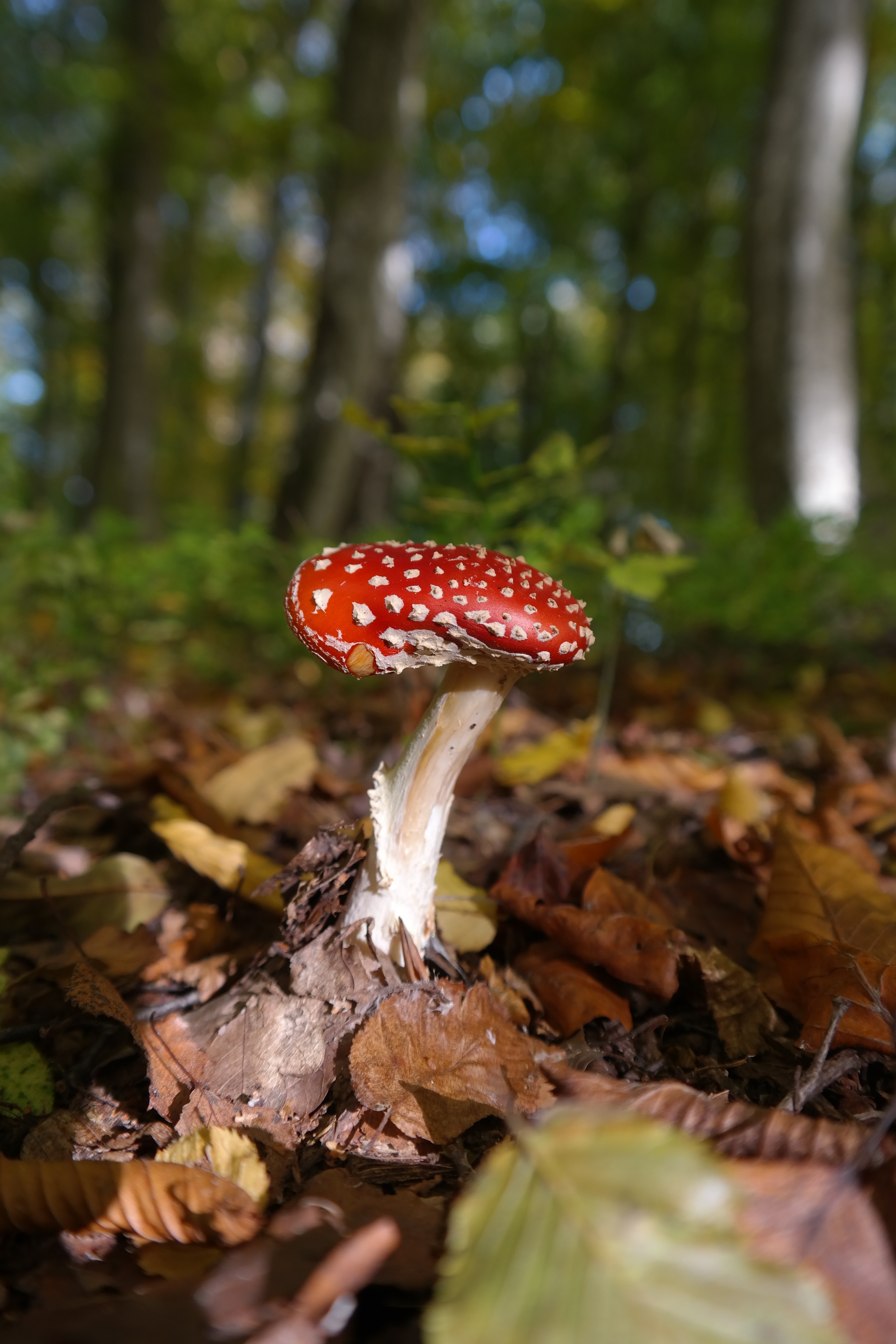 Cybèle