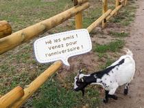 Anniversaire à la ferme - C