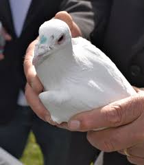 Le Pigeon Sport Royan Saint-Georges