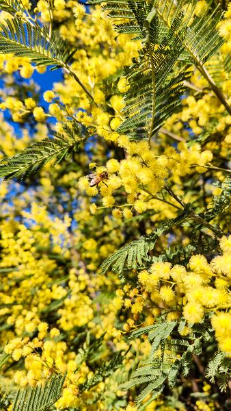 Randonnée sentier du Mimosa_Roquebrune-sur-Argens