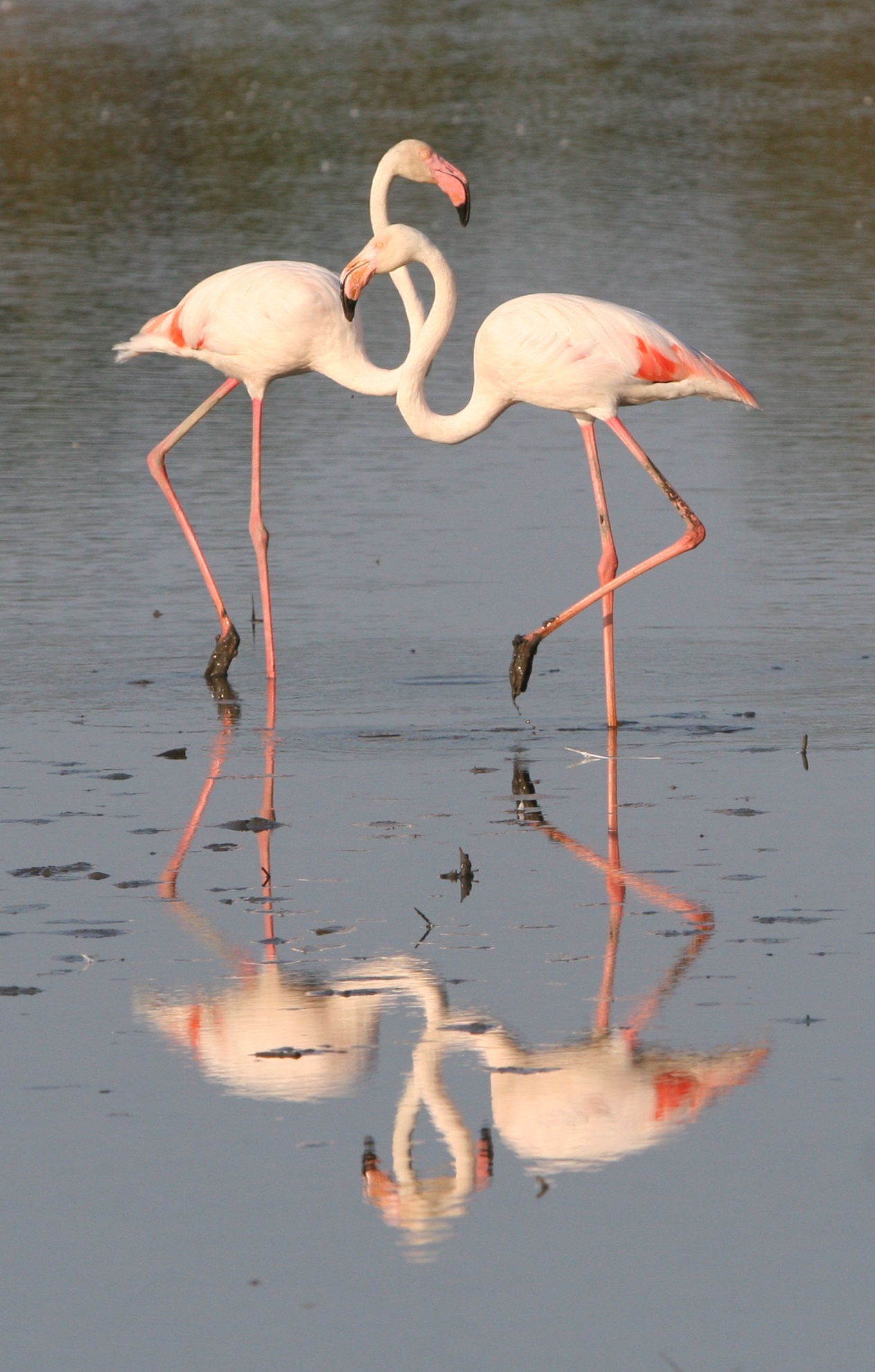 NATURE-PAYSAGES-OISEAUX  J et G VLASSIS.jpg (3)