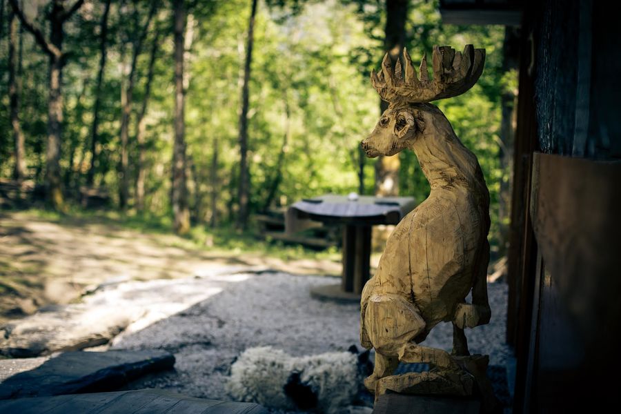 Visite de la ferme des bisons