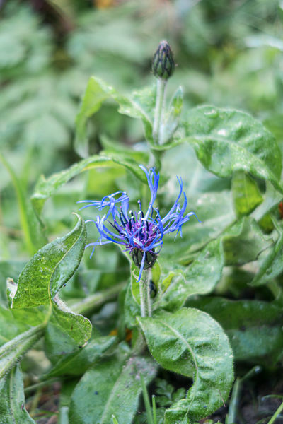 Centaurée des montagnes