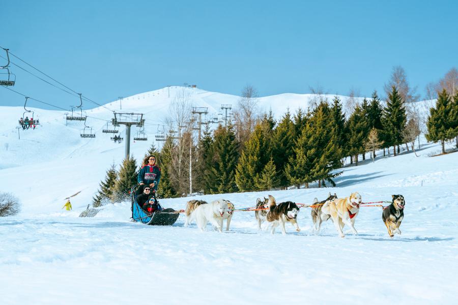 Rit met de hondenslee met White Forest_La Toussuire