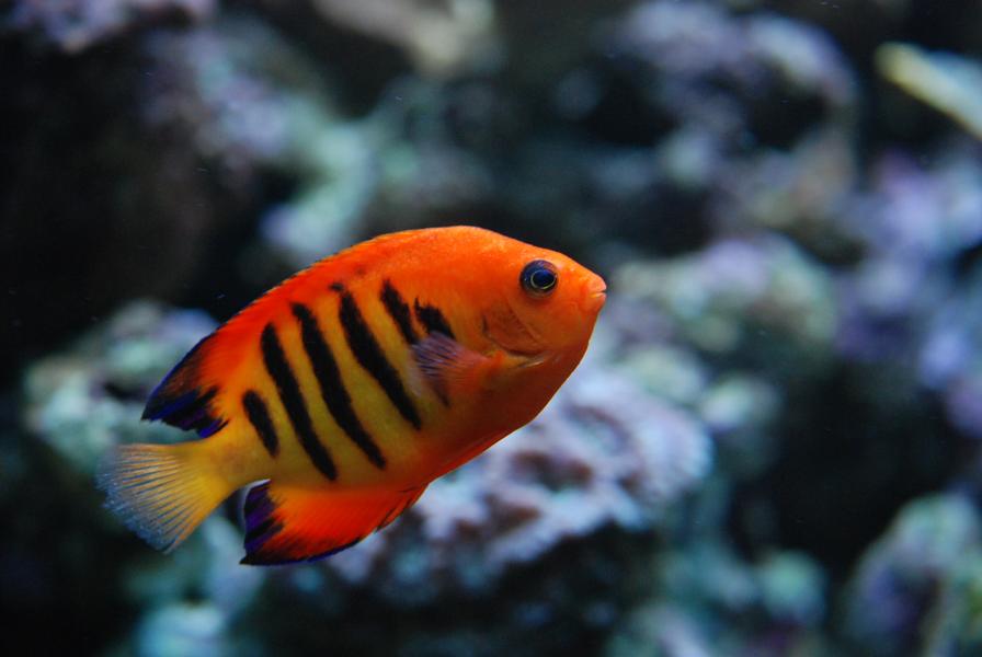 Aquarium tropical du Palais de la Porte Dorée_Paris 12ème 