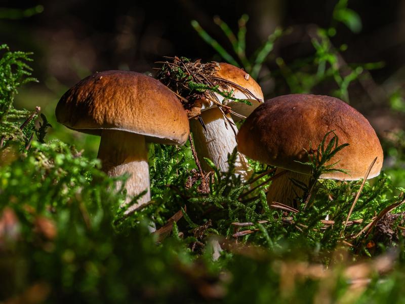 Sortie étude des fleurs et champignons_Feurs