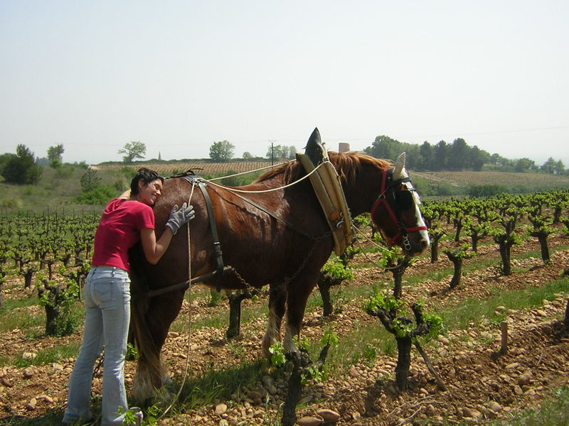 Mas de Libian wine cellar