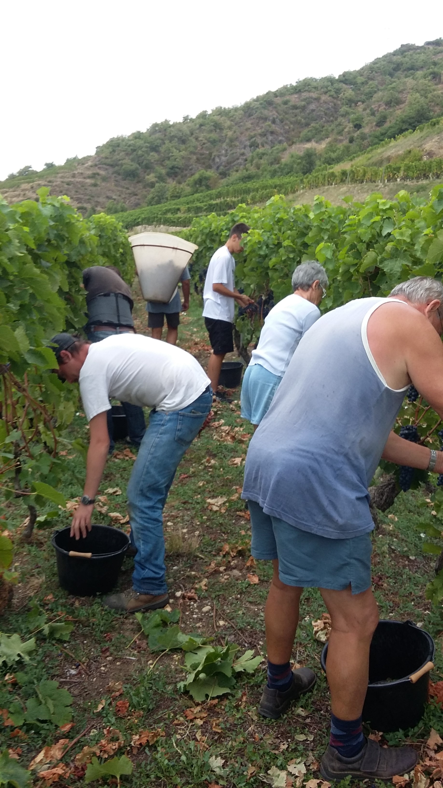 Les vendanges