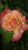après la pluie sur la rose du jardin Ⓒ Mme Chevenon
