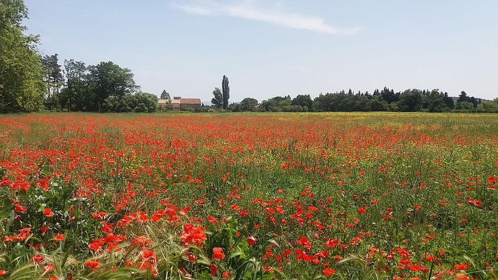 7 Champs de coquelicots