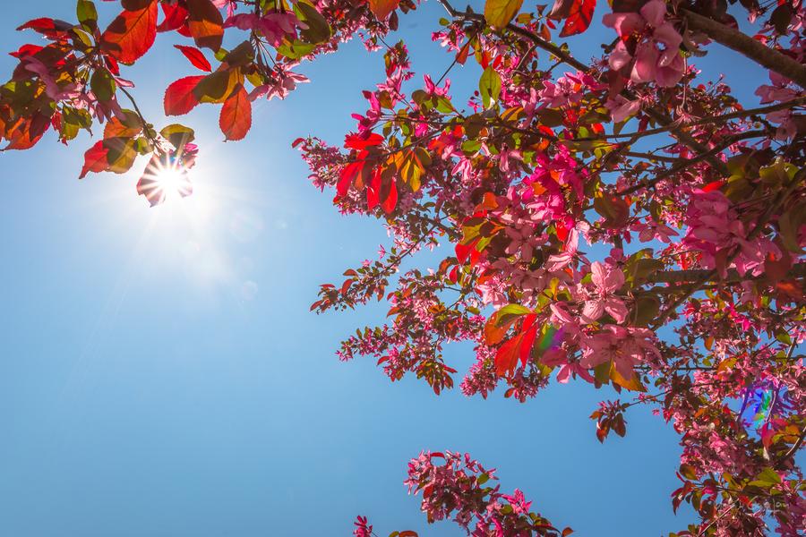 Collection Nationale de cerisiers à fleurs d'Asie