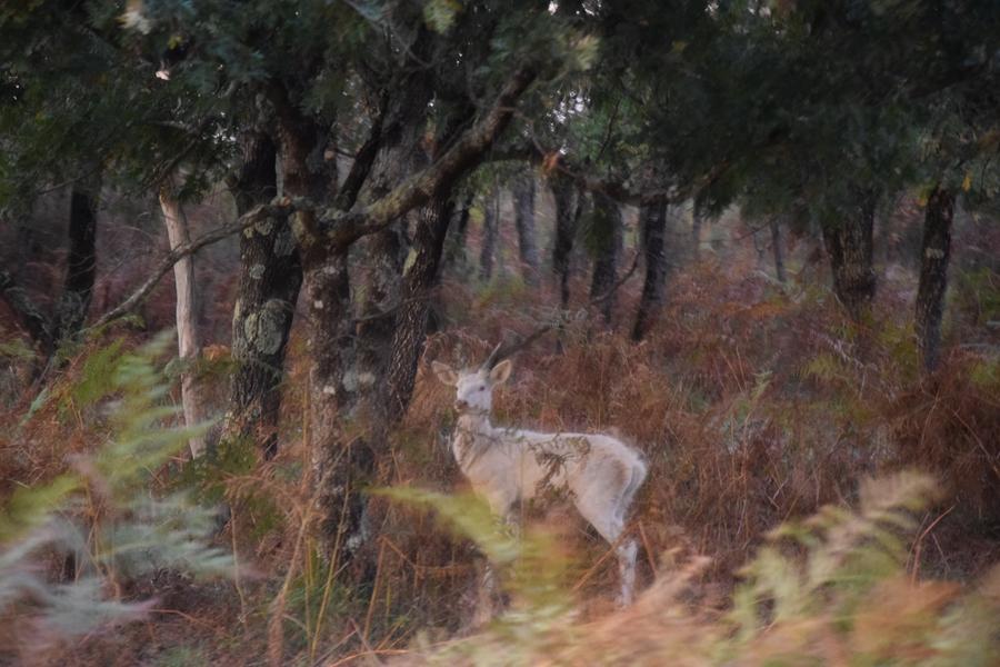 Brâme du cerf