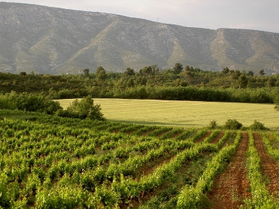 Domaine de Mauvan - photo 3