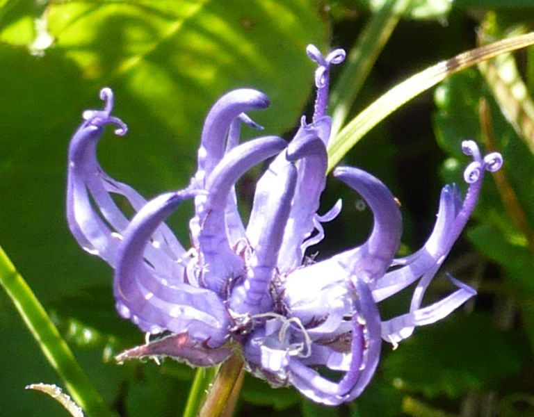 Seythenex_sambuy_sentier_botanique