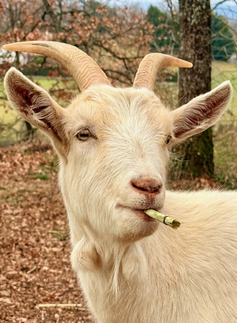 Frédéric Favrolt_Peaugres