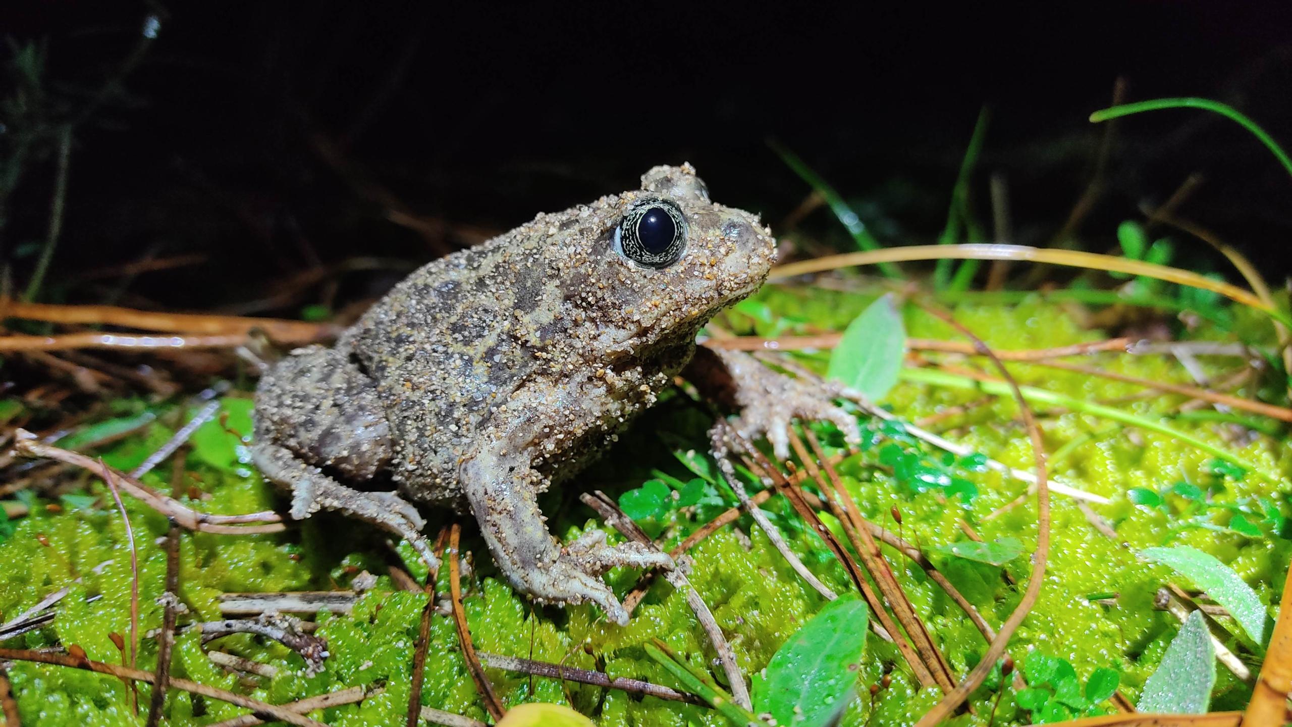 Safari Nocturne "À la découverte du crapaud à couteau"