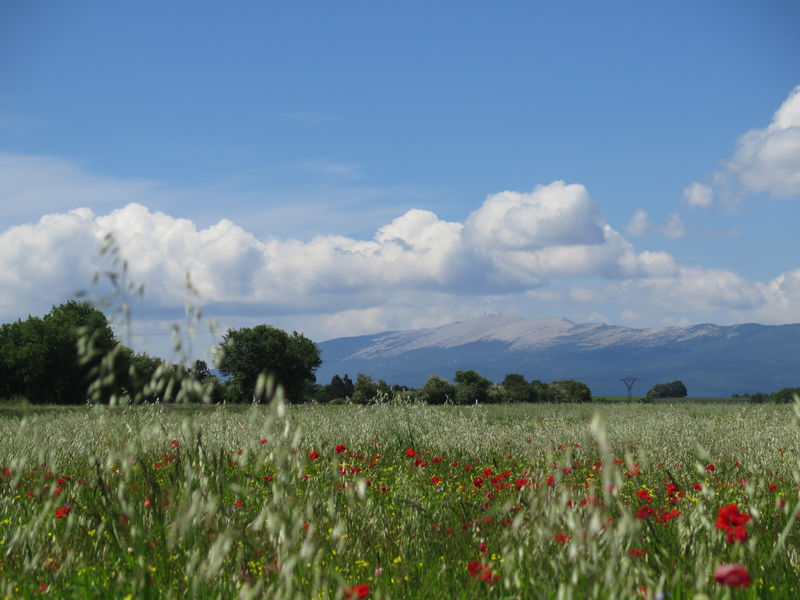 Le Plateau d