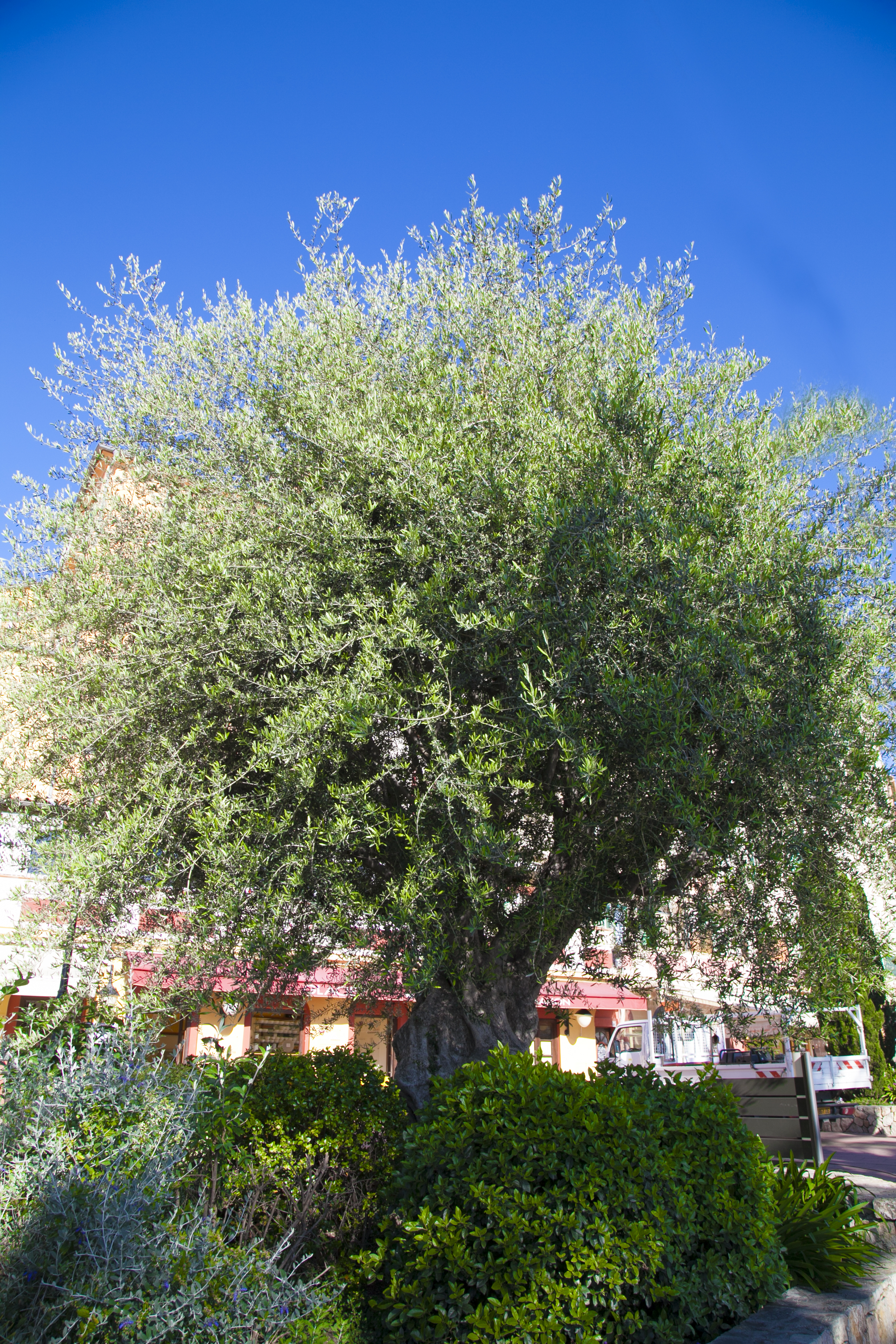 Olea Europaea