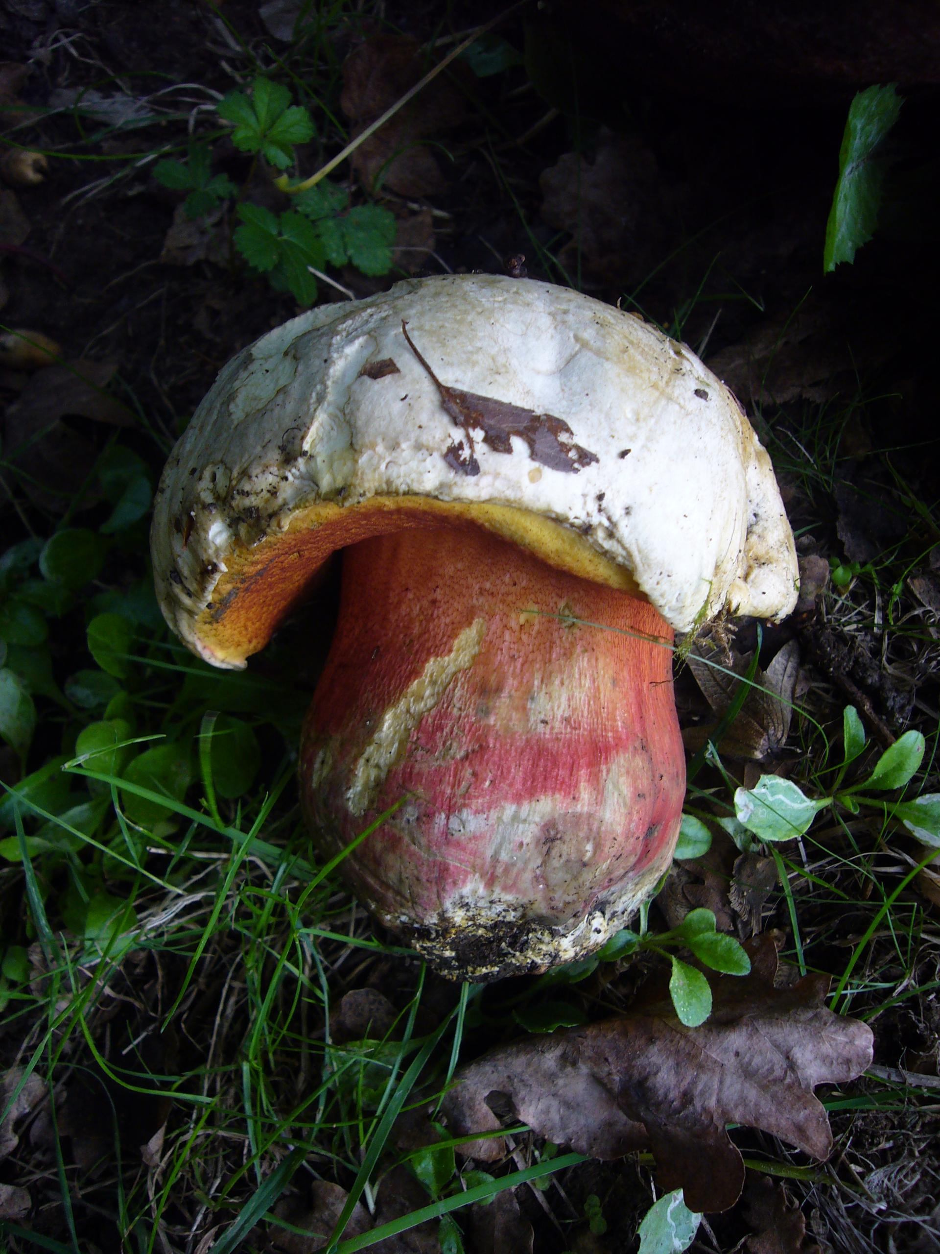 Découverte des champignons
