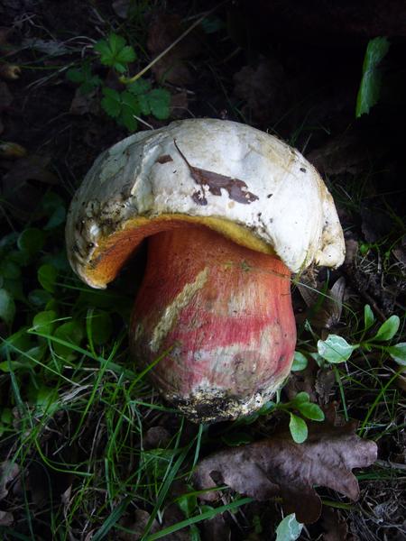 Découverte des champignons