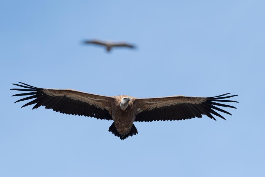 Vautour fauve adulte (Gyps fulvus) en vol.