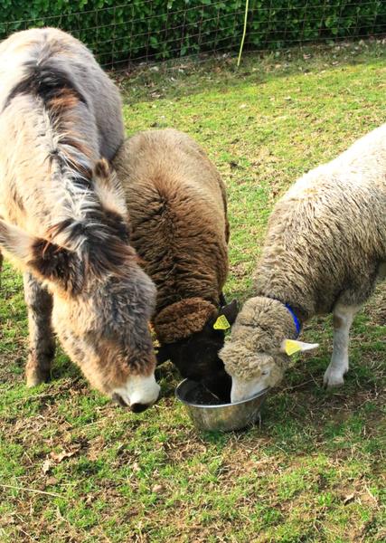 Visite de l'Arche de Julie