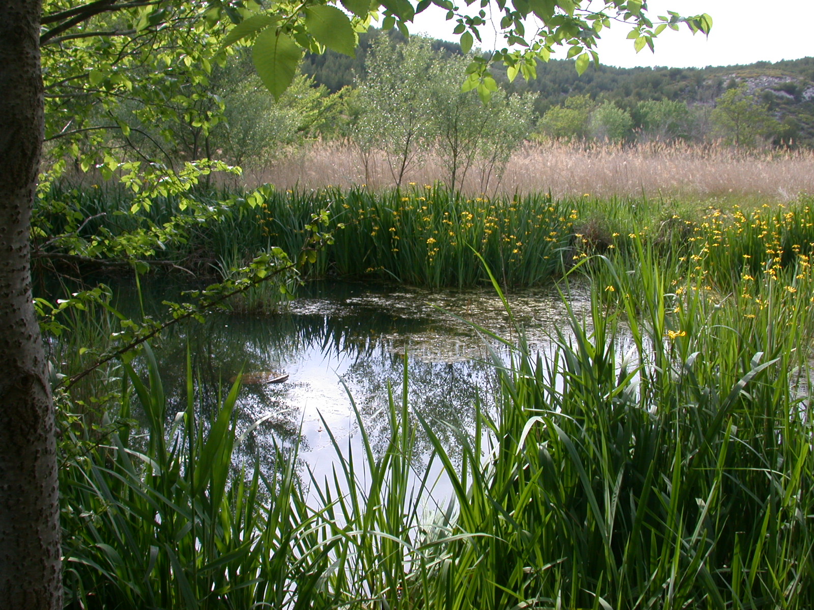 Sentier Botanique la Roselière