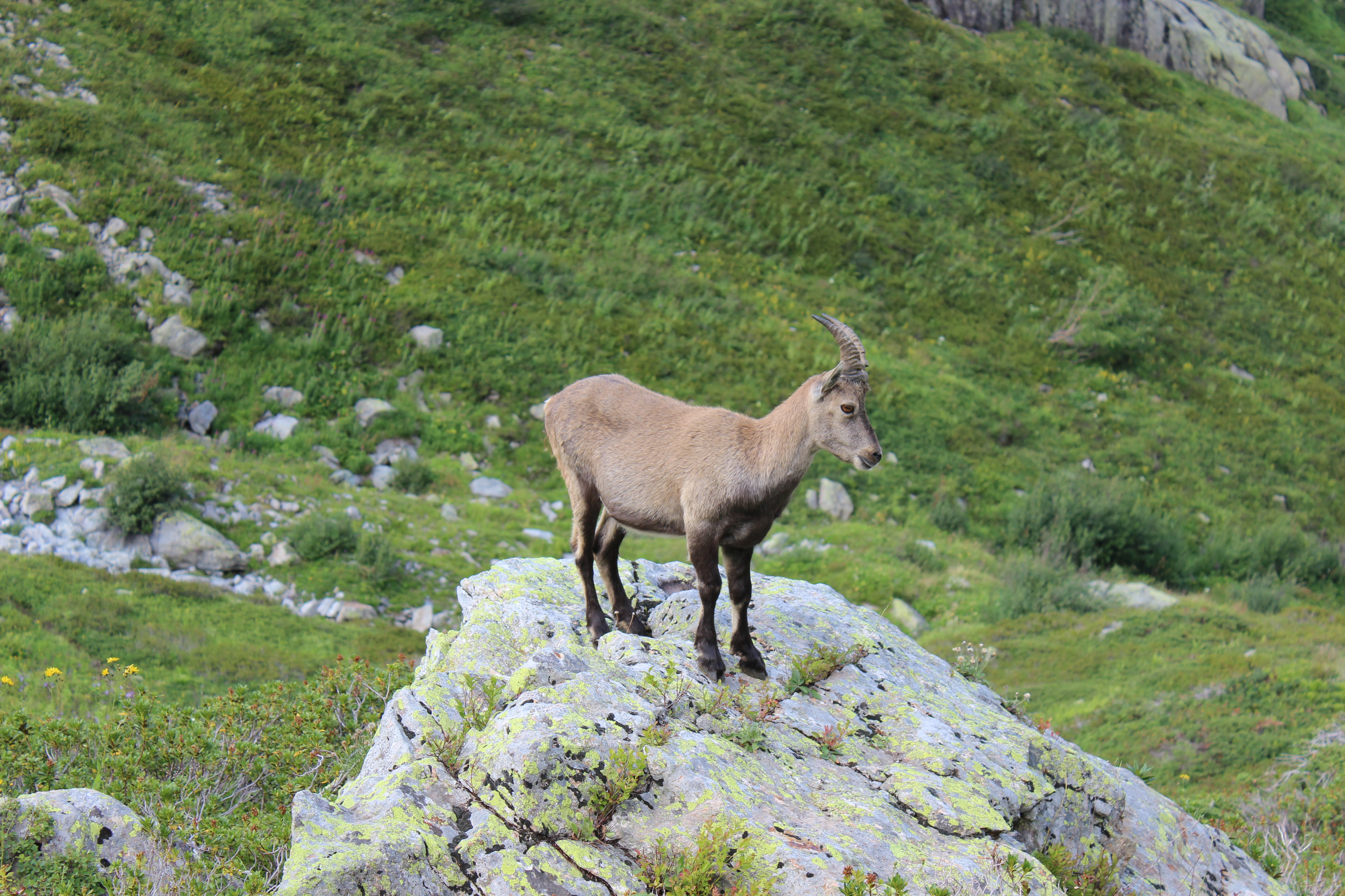 Randonnée Chamois