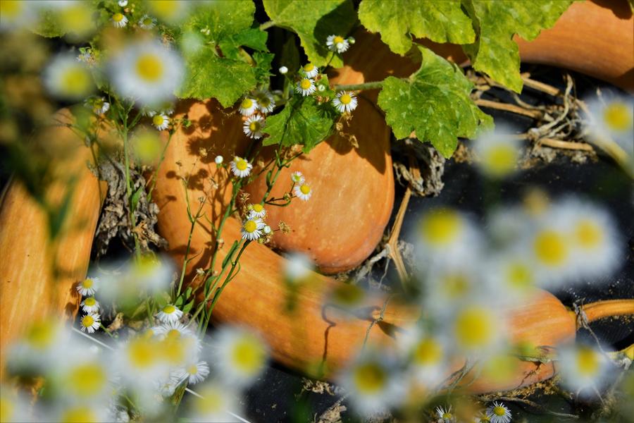 Le jardin d'Etienne - Saint-Romain-de-Jalionas - Balcons du Dauphiné