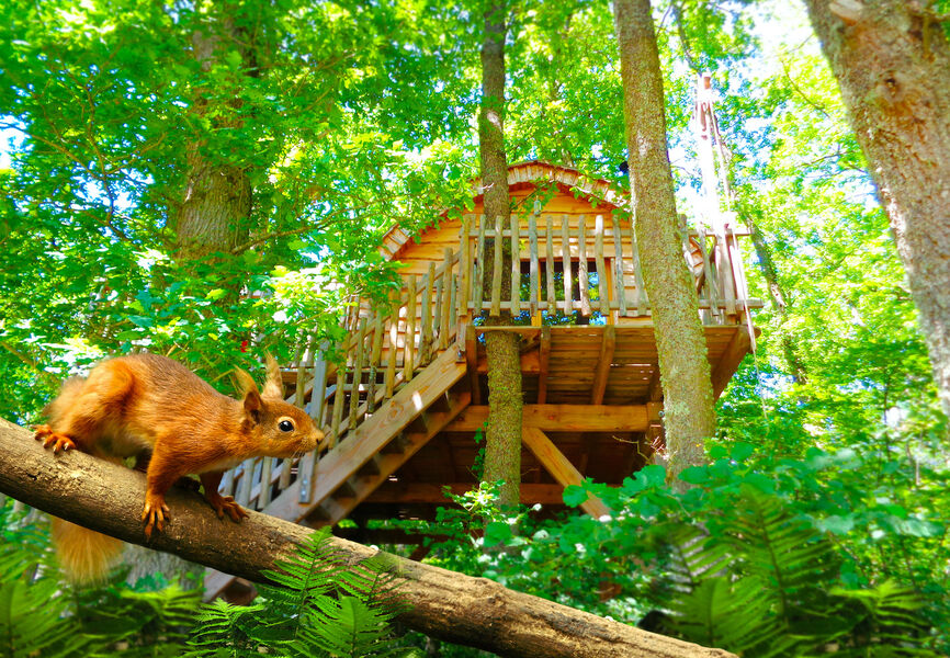 Cabane écureuil
