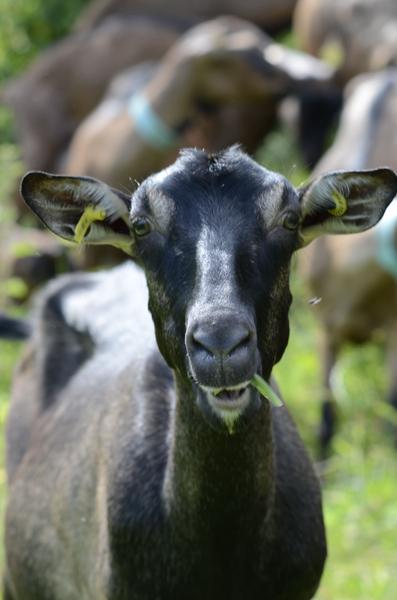 Visite de la Chèvrerie des Cardelles