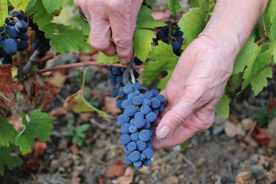 Domaine de la Voute des Crozes