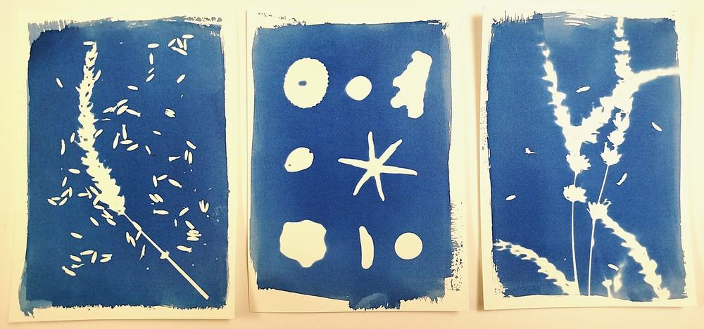 Atelier cyanotype
