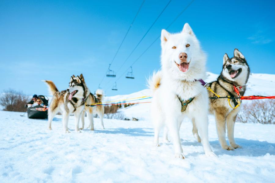Rit met de hondenslee met White Forest_La Toussuire