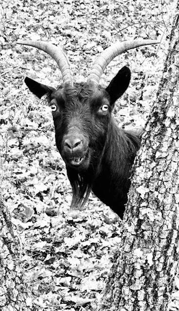 Frédéric Favrolt_Peaugres