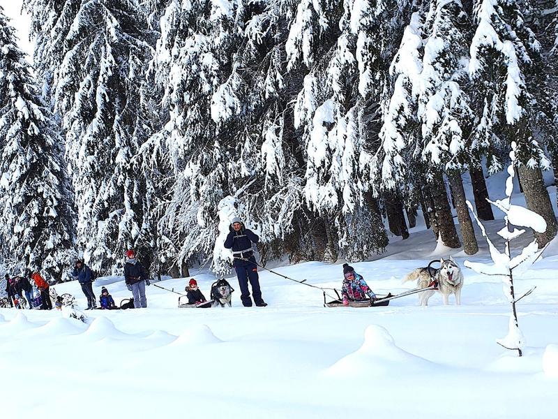 Pulka Scandinave avec les chiens de traîneaux_Bellevaux