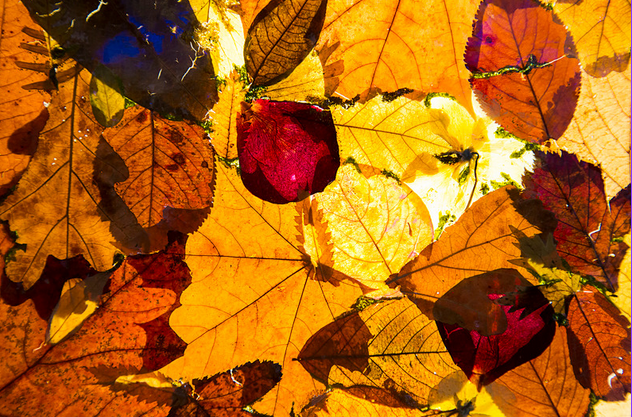 Mon herbier d'automne