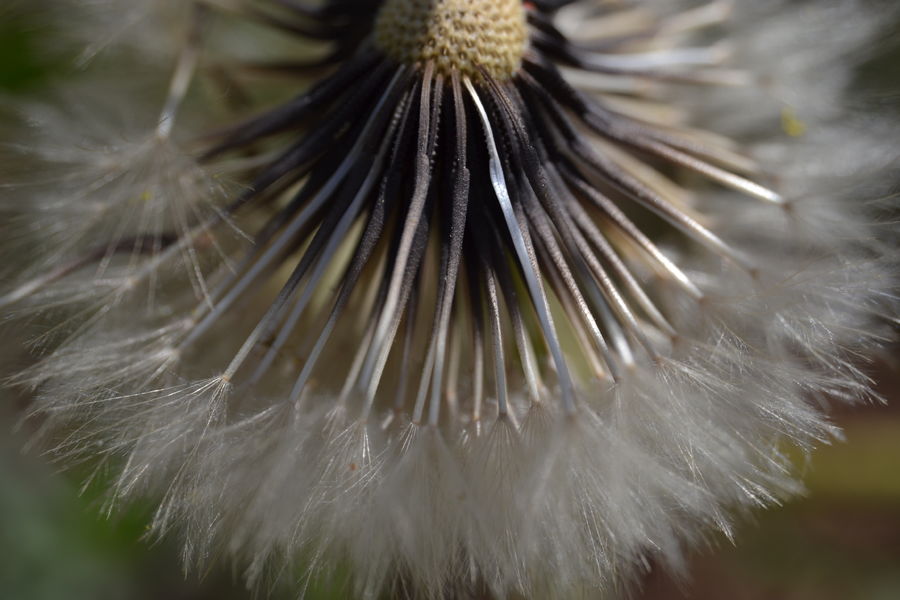 Fleur fanée de pissenlit
