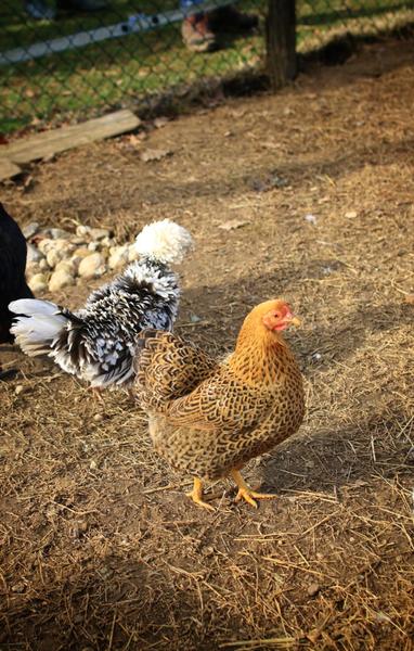 Visite de l'Arche de Julie
