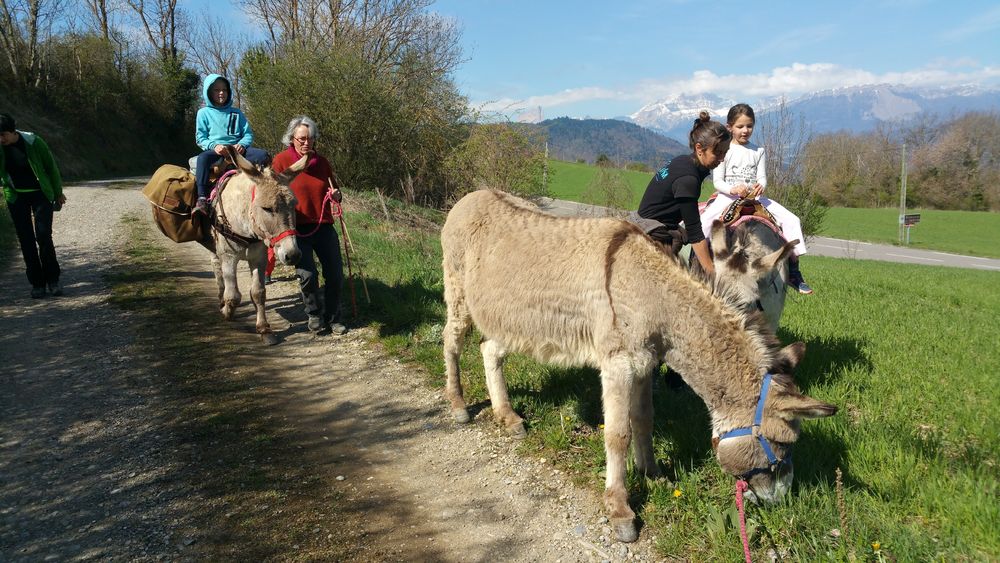 Balade avec ânes