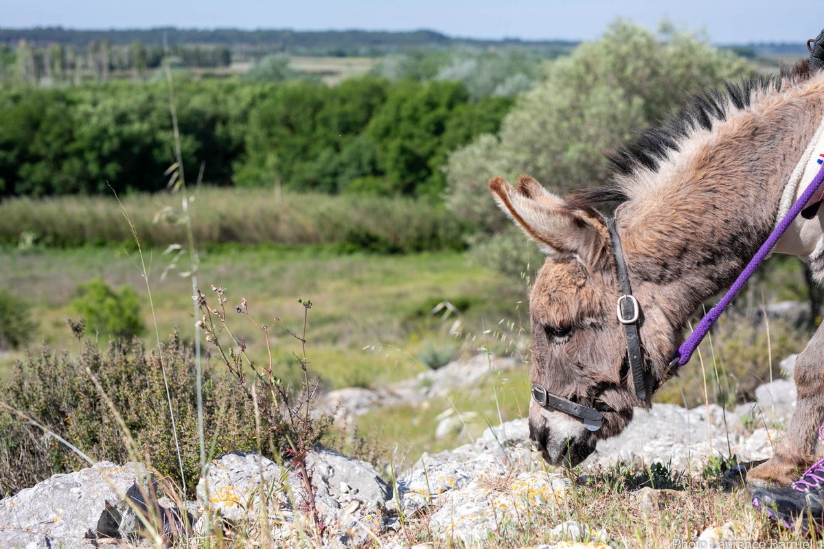 P'tits Ânes, Graveson - photo 4