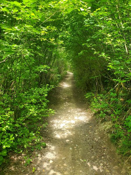 Sous un couvert de feuillage