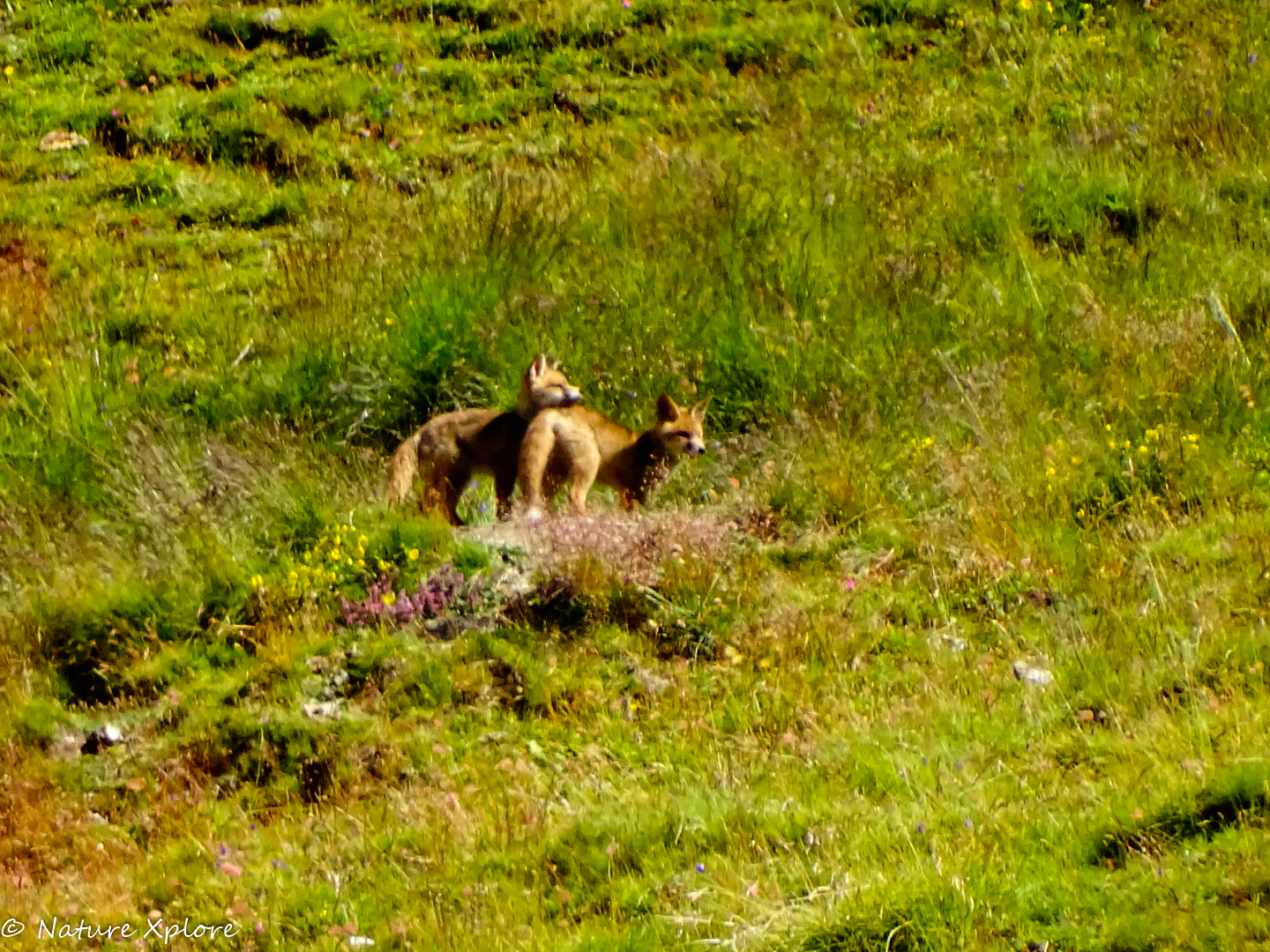 Nature Xplore CROTS