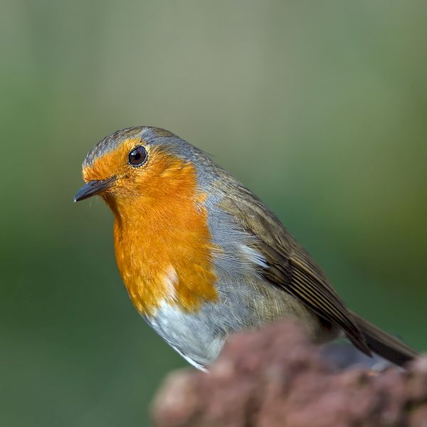 Sortie Lo Parvi :  reconnaître les chants des oiseaux