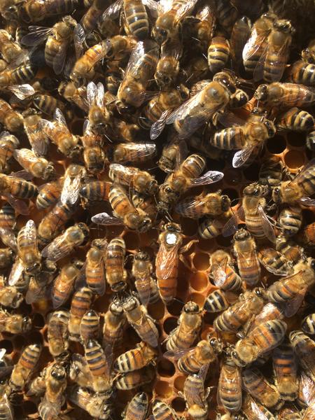 Le rucher de Macameli