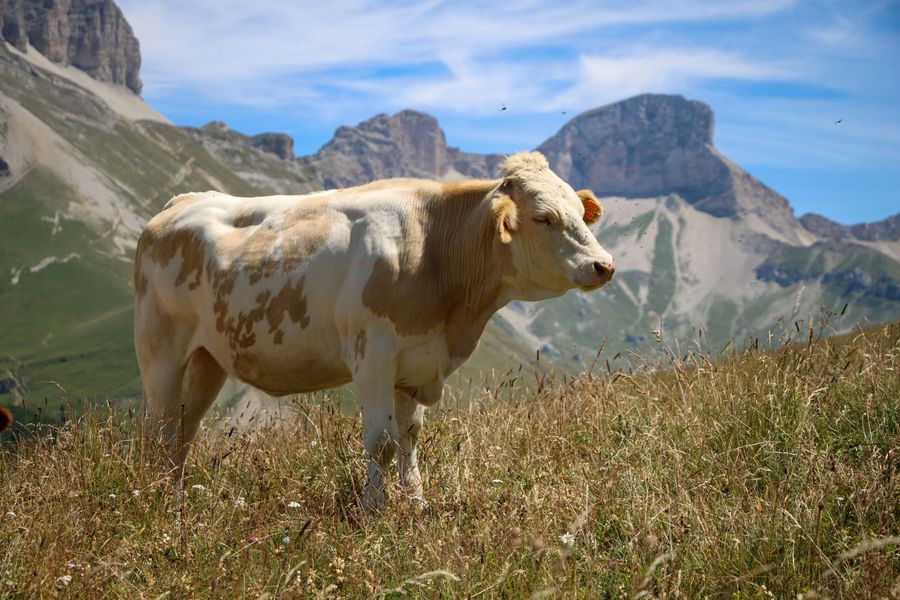 Les vaches des alpages