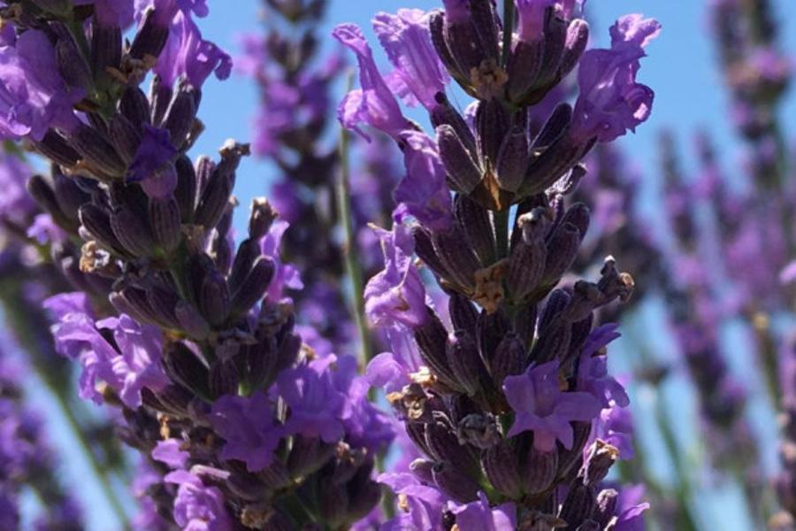 Balade dans les Lavandes en journée ou en soirée  (Eté 2025. )