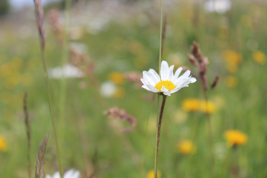 Randonnée pédestre : Crozet au Crêt de la Neige par la Calame_Crozet