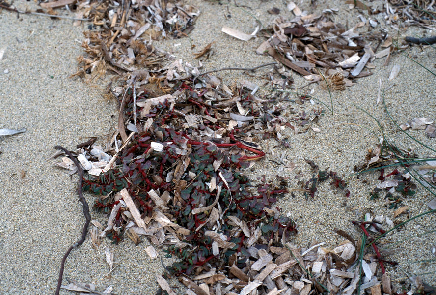 Laisse de mer