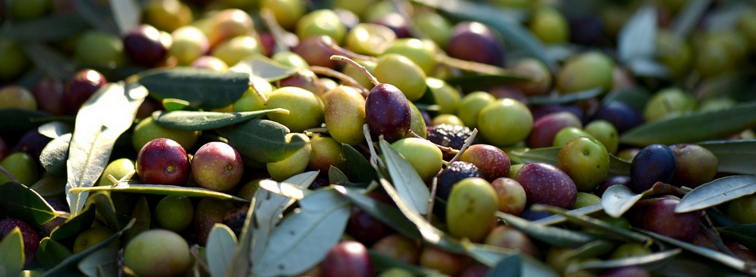 L'Olivette - photo 2